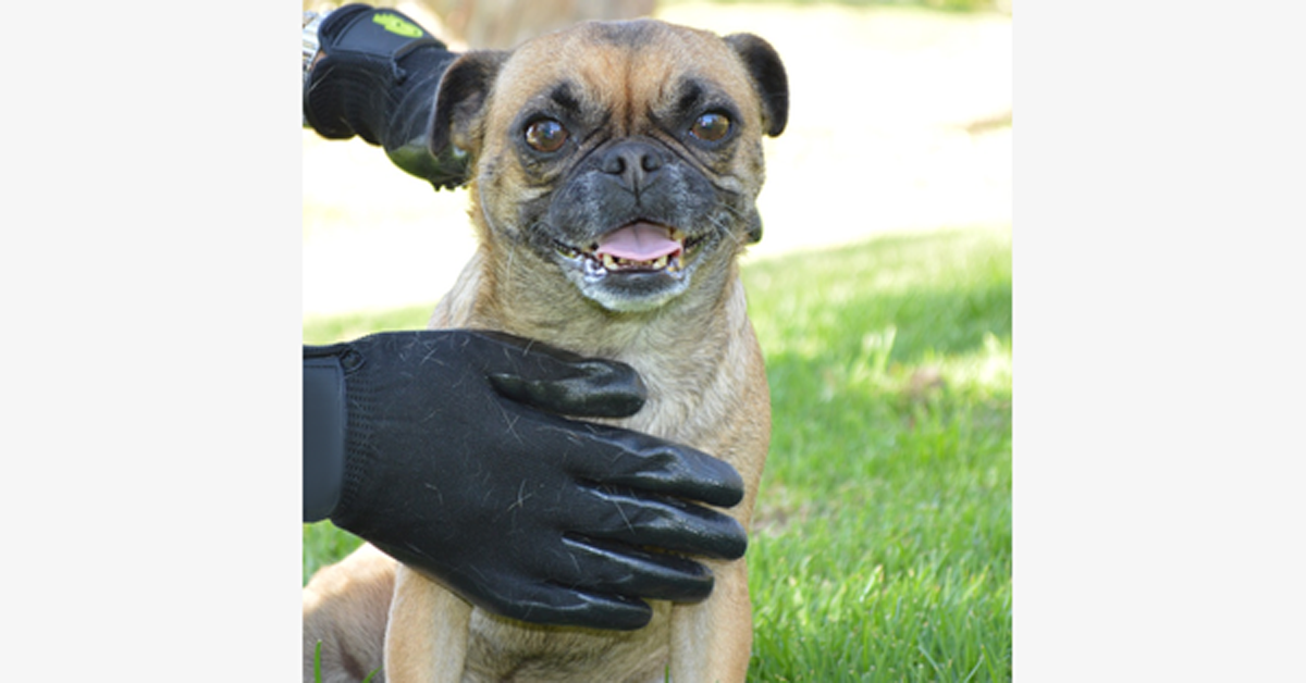 Pair of Pet Grooming Gloves