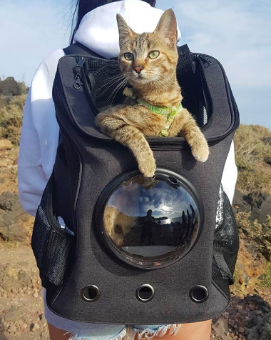 "The Fat Cat" Cat Backpack - For Larger Cats