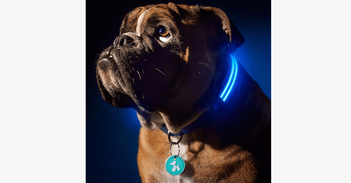 LED Dog Collar – Keep an Eye on Your Pet!